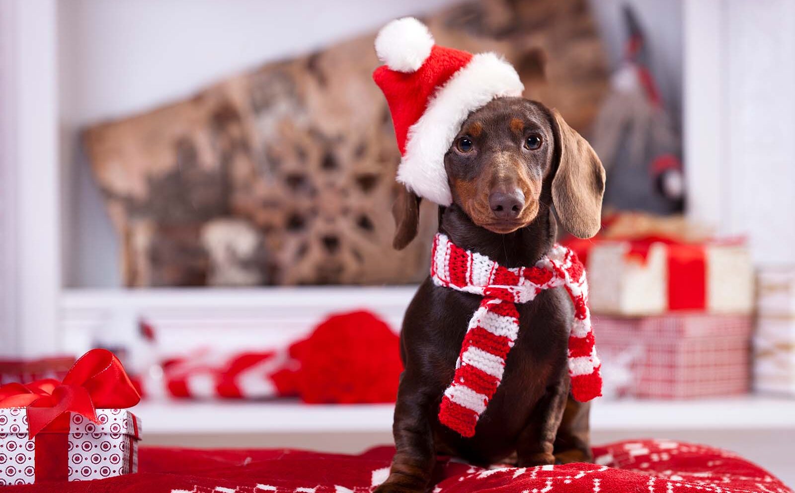 Viajes en Navidad con mascota: qué cuidados hay que tener en cuenta