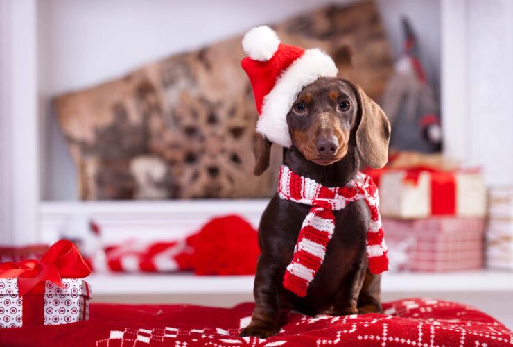 Viajes en Navidad con mascota: qué cuidados hay que tener en cuenta