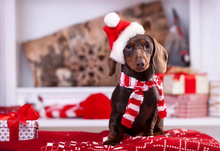 Viajes en Navidad con mascota: qué cuidados hay que tener en cuenta