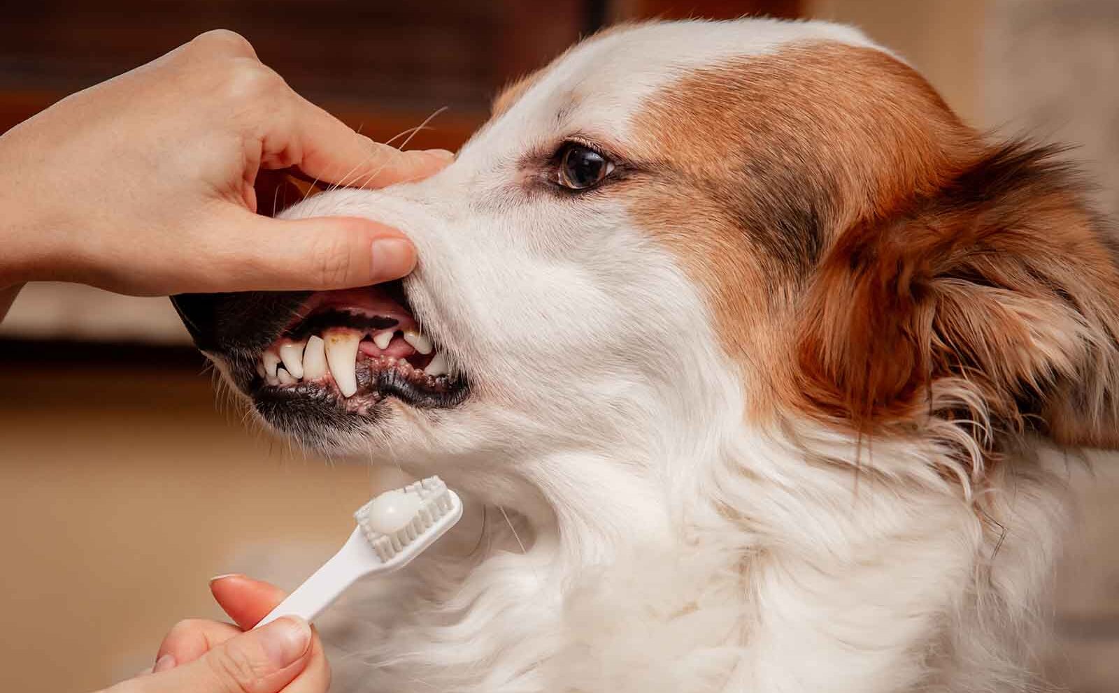 Periodontitis en perros: síntomas y tratamiento