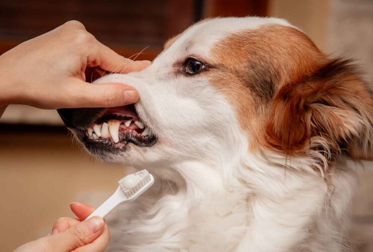 Periodontitis en perros: síntomas y tratamiento