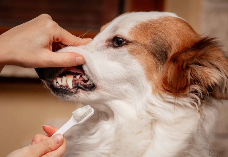 Periodontitis en perros: síntomas y tratamiento