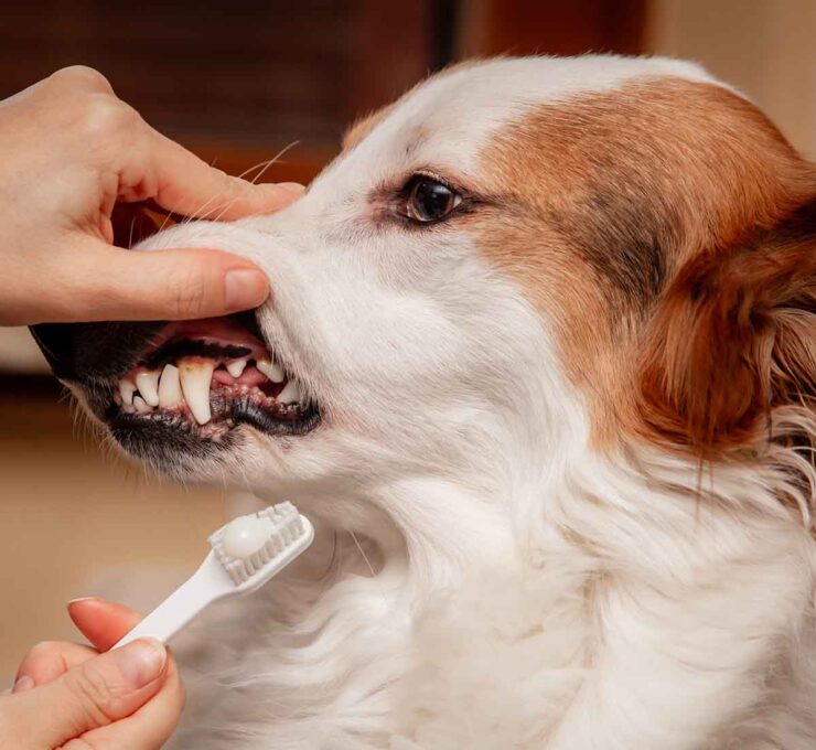 Periodontitis en perros: síntomas y tratamiento