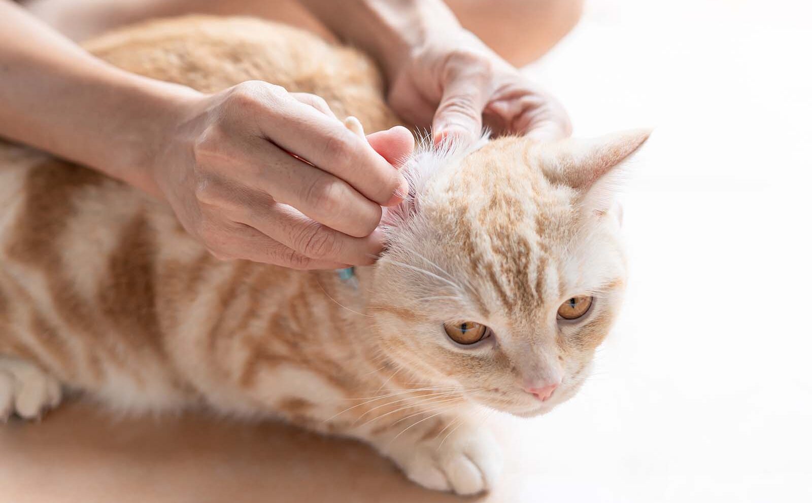 Dermatitis atópica en gatos: síntomas y tratamiento