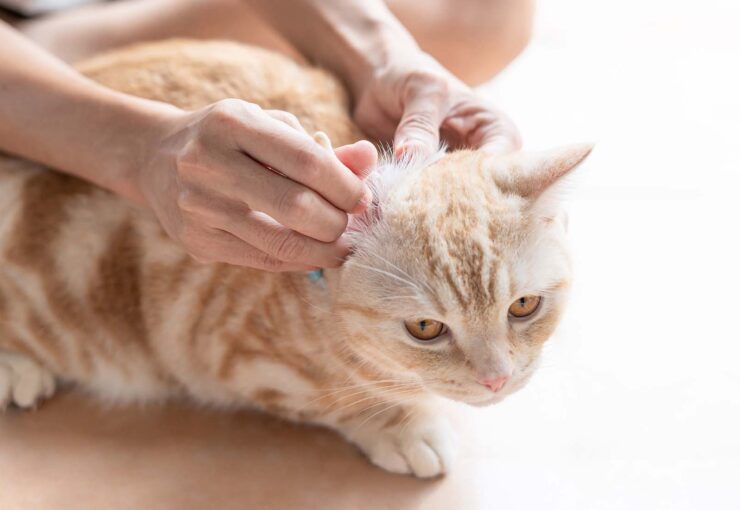 Dermatitis atópica en gatos: síntomas y tratamiento