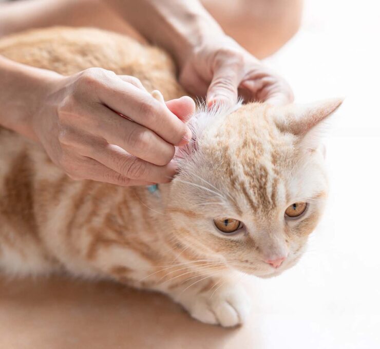 Dermatitis atópica en gatos: síntomas y tratamiento