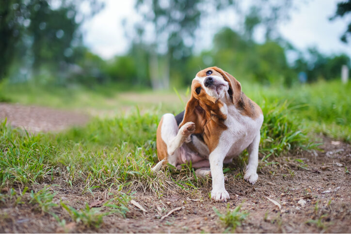 Sarna en perros: tipos, síntomas y tratamiento