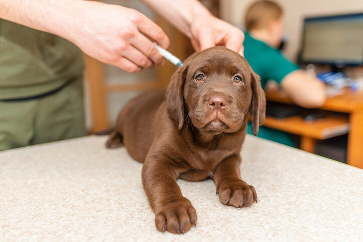 Primovacunación en perros: ¿qué debes saber sobre sus primeras vacunas?