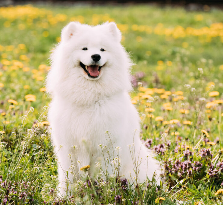 Características del perro samoyedo