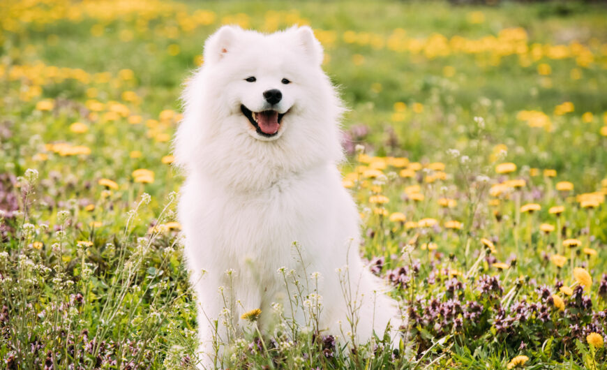 Características del perro samoyedo