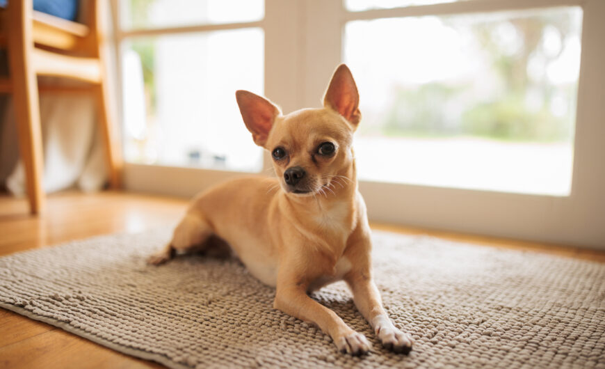 Características del chihuahua