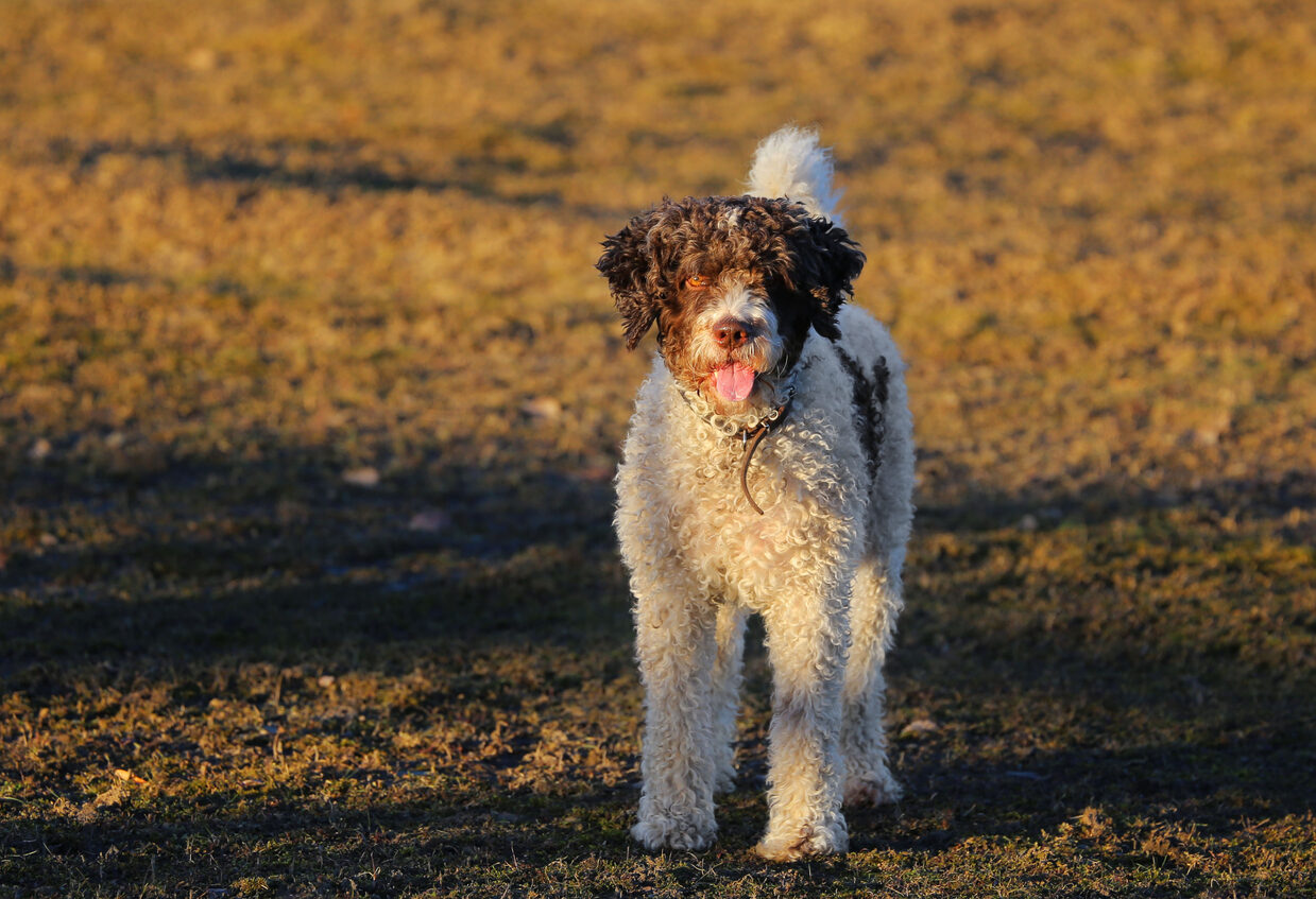 Características del perro de agua español