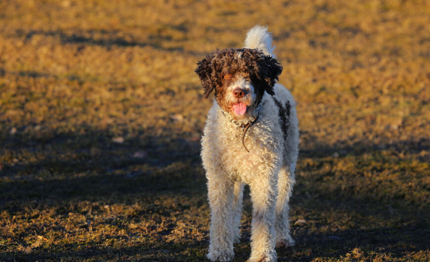 Características del perro de agua español