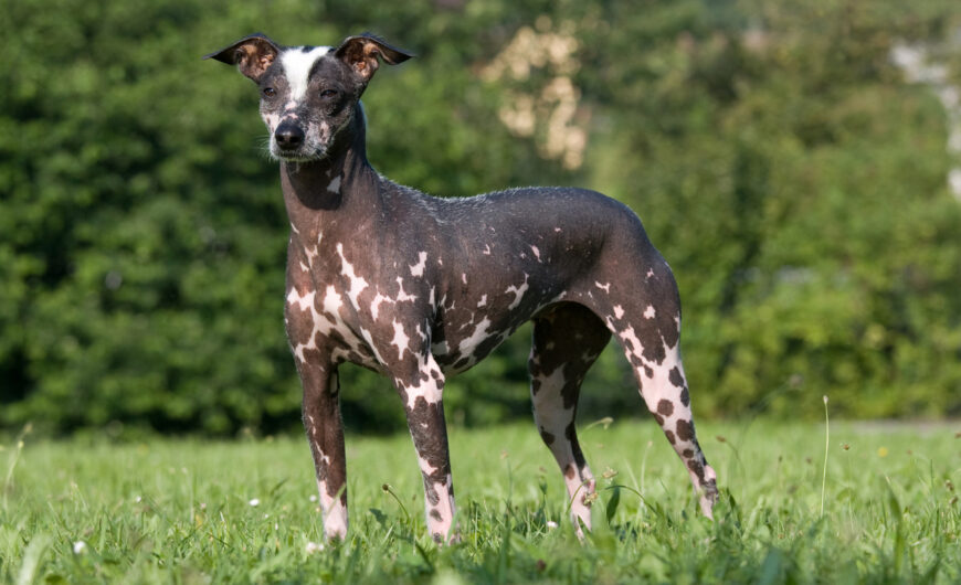 Características del perro sin pelo del Perú