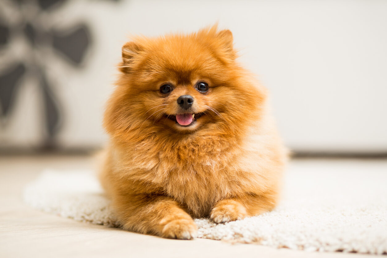 Características del perro pomerania