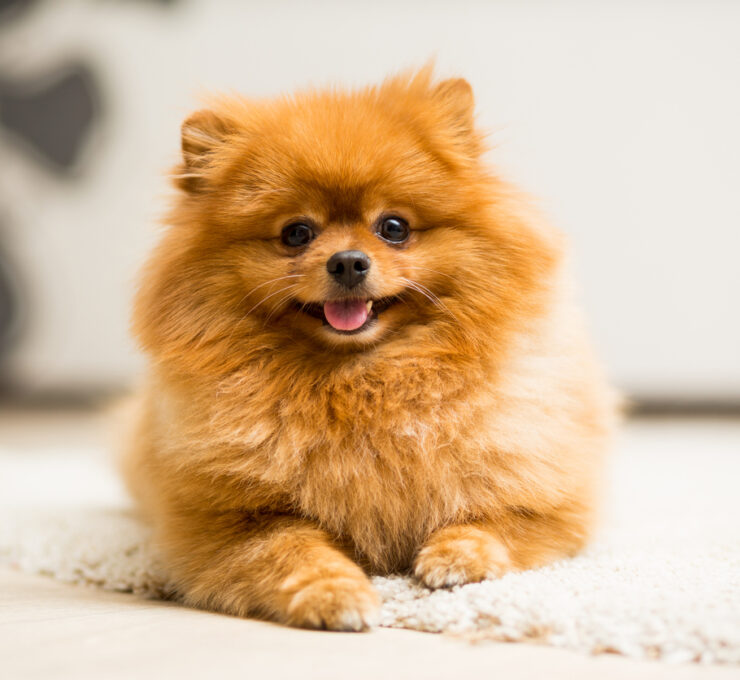 Características del perro pomerania