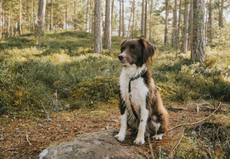 Leishmania en perros: todo lo que debes saber