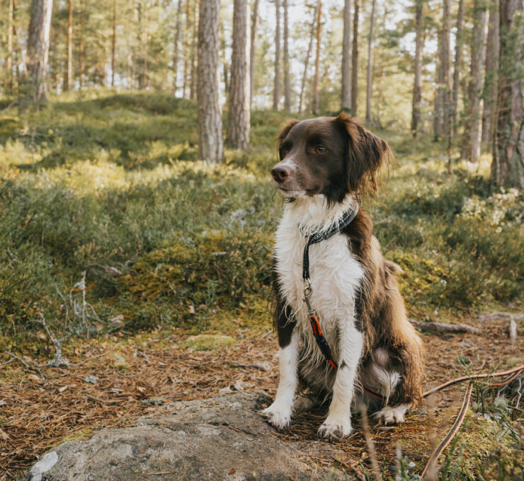 Leishmania en perros: todo lo que debes saber