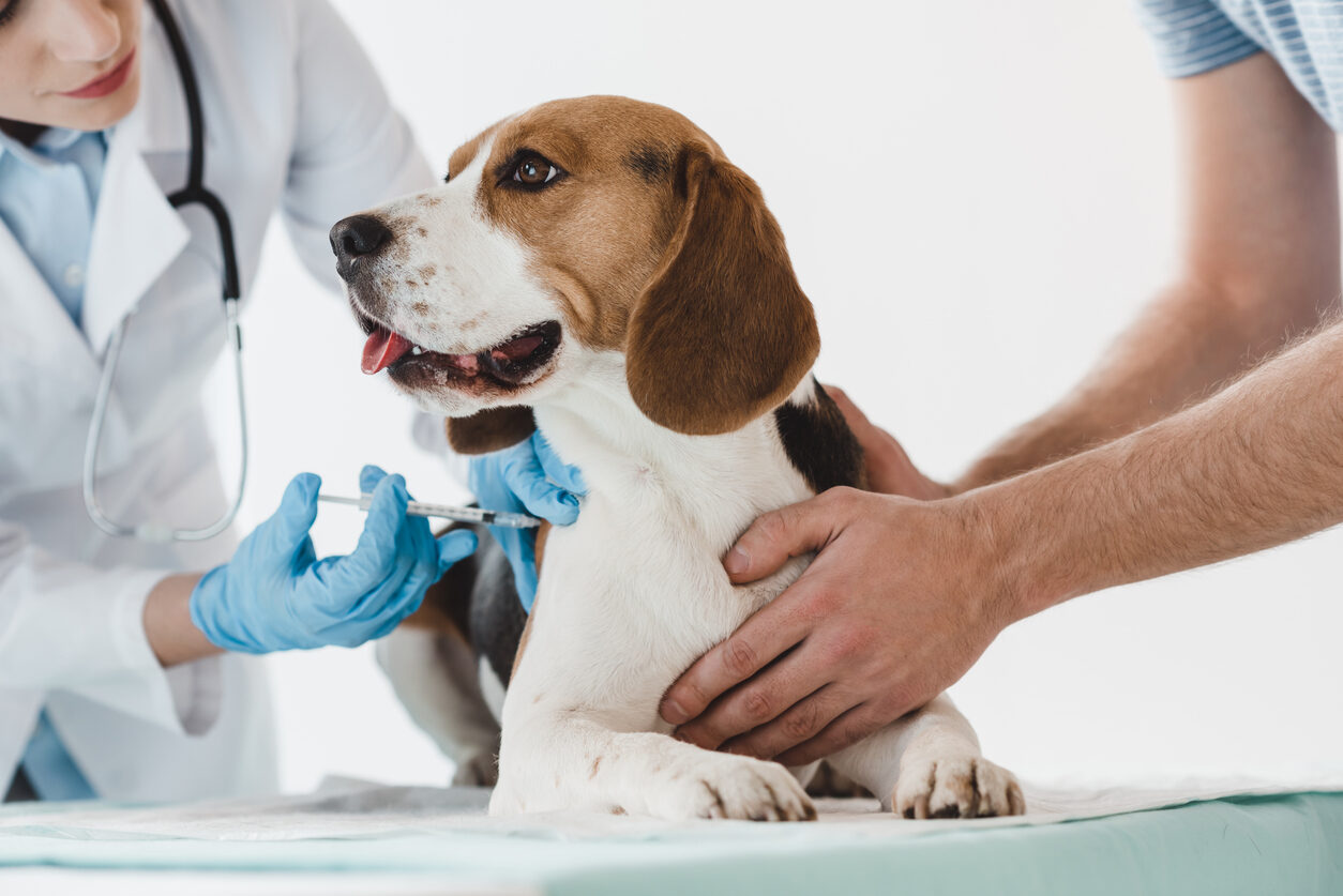 Vacuna de leishmaniosis en perros: eficacia, protocolo y precio Vacuna de leishmaniosis en perros: eficacia, protocolo y precio