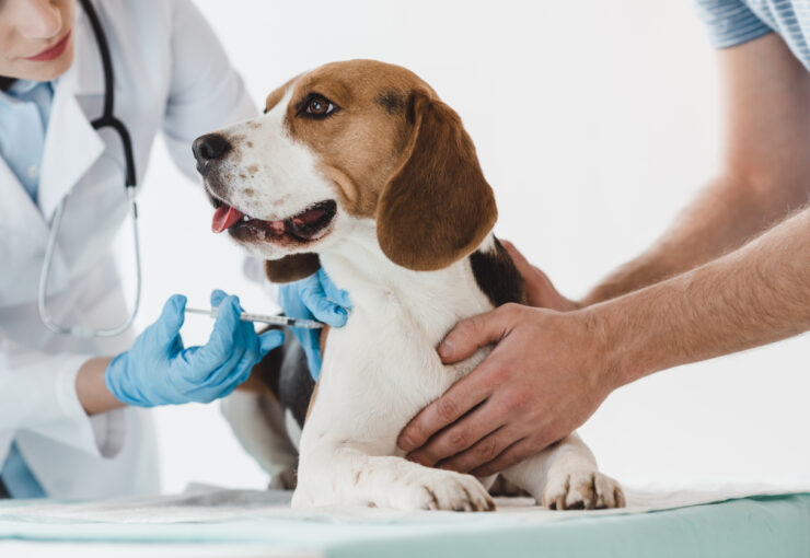 Vacuna contra la leishmania en perros: dudas frecuentes