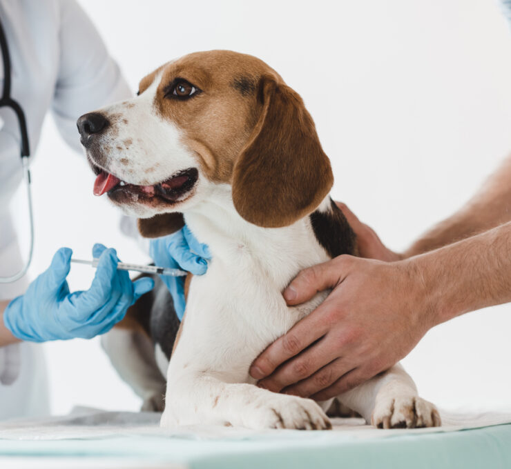 Vacuna contra la leishmania en perros: dudas frecuentes