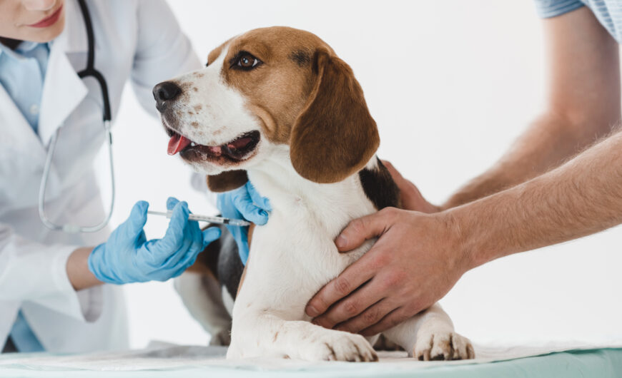 Vacuna de leishmaniosis en perros: eficacia, protocolo y precio