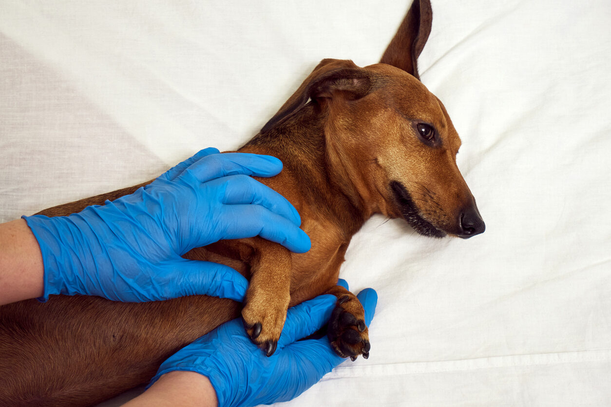 ¿La leishmania se contagia entre perros?