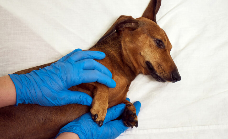 ¿La leishmania se contagia entre perros?