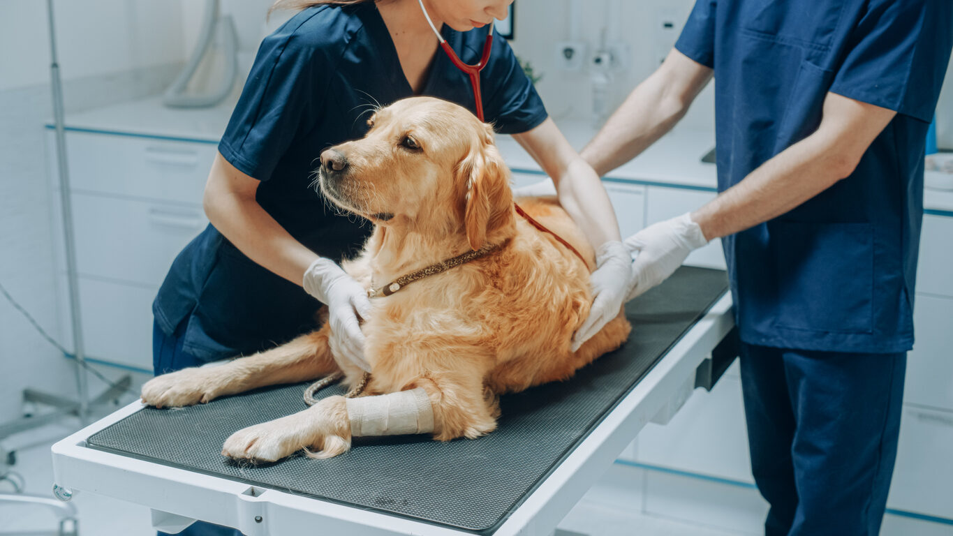 Displasia de cadera perros: cómo detectarla y tratarla