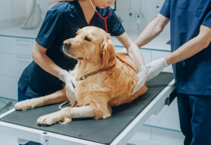 Displasia de cadera perros: cómo detectarla y tratarla