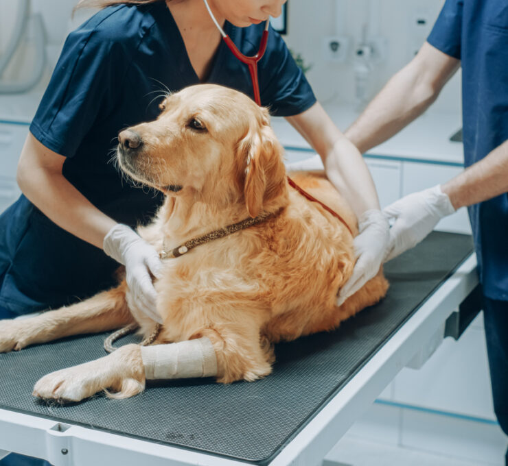 Displasia de cadera perros: cómo detectarla y tratarla