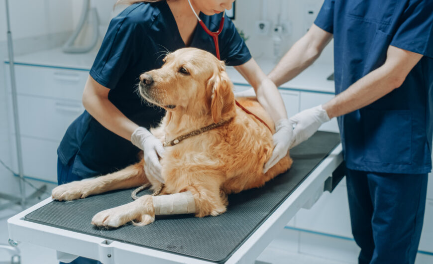 Displasia de cadera perros: cómo detectarla y tratarla