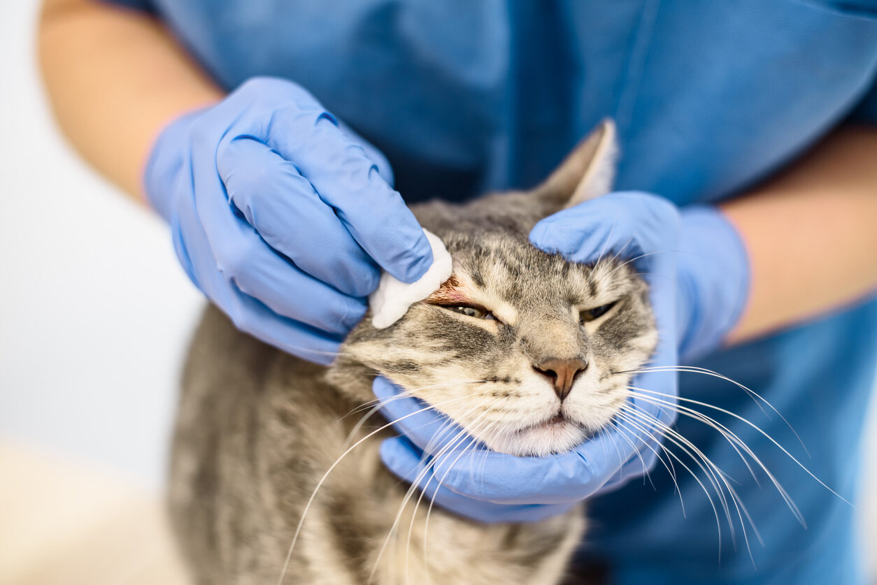 Sarna en gatos: qué tipos hay y cómo se trata