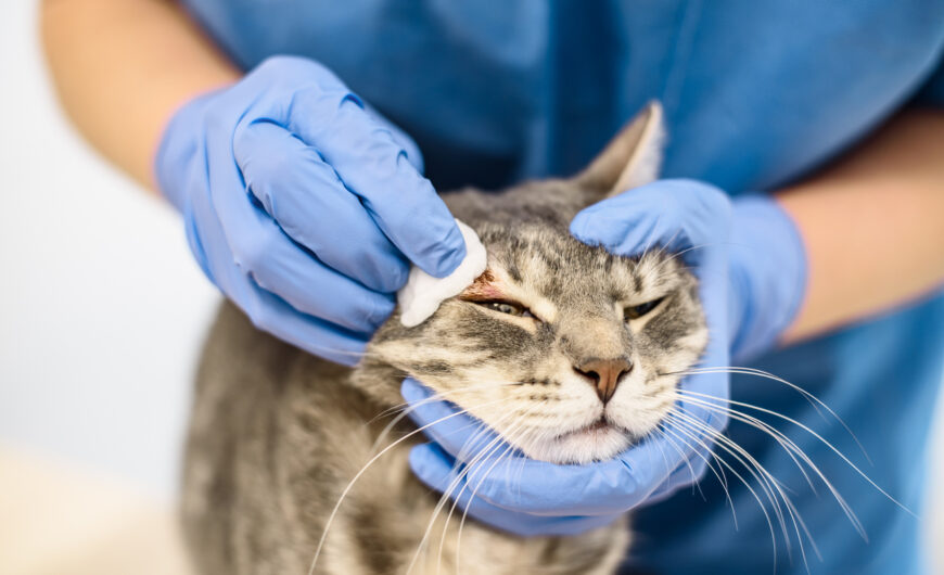 Sarna en gatos: qué tipos hay y cómo se trata