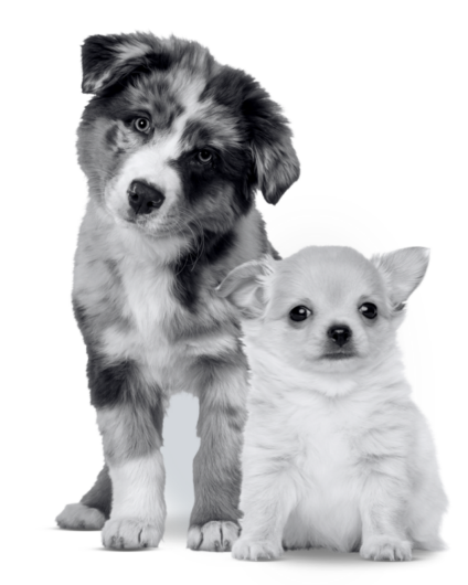 MiPlan Cachorro