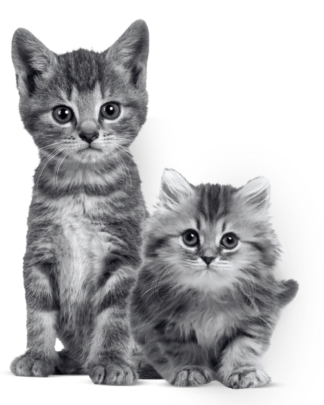 MiPlan Gatito