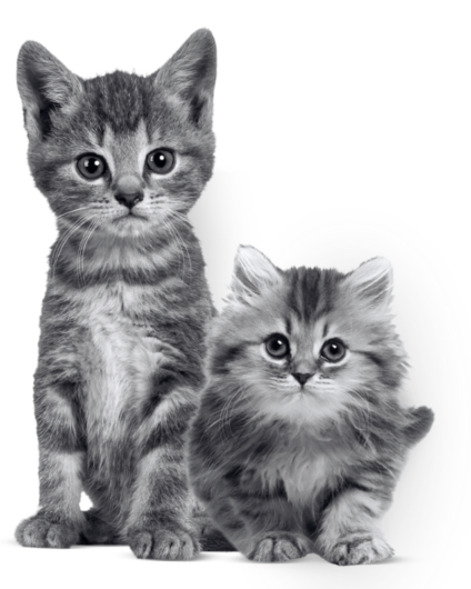 MiPlan Gatito
