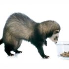 ¿Qué comen los hurones? Dieta recomendada