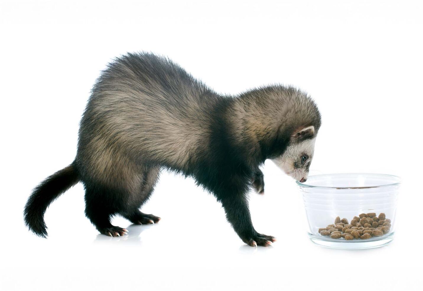 ¿Qué comen los hurones? Dieta recomendada