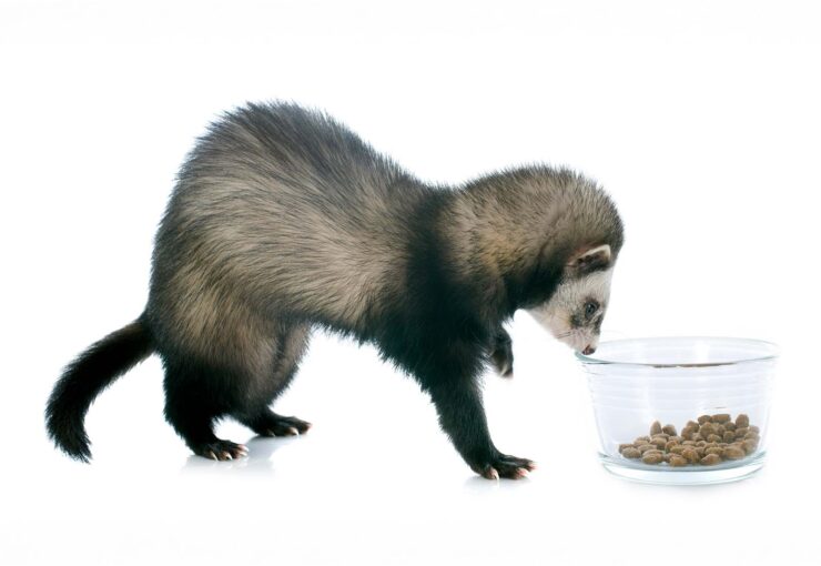 ¿Qué comen los hurones? Dieta recomendada