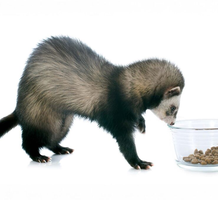 ¿Qué comen los hurones? Dieta recomendada
