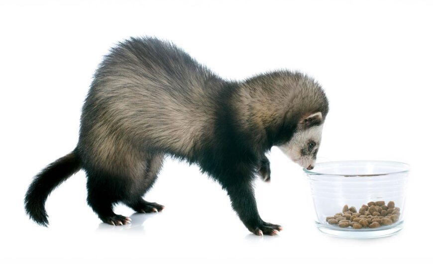 ¿Qué comen los hurones? Dieta recomendada