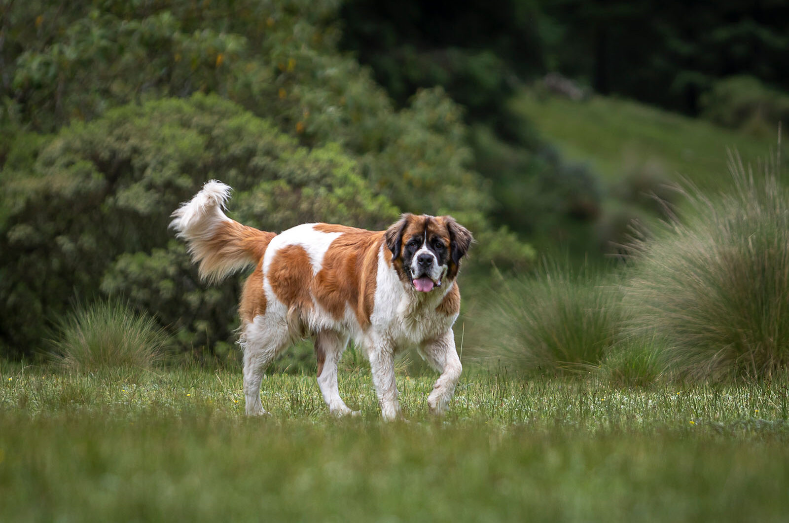 ¿Cuál es la raza de perro más grande del mundo​? Top-10
