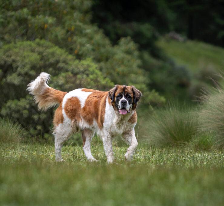 ¿Cuál es la raza de perro más grande del mundo​? Top-10