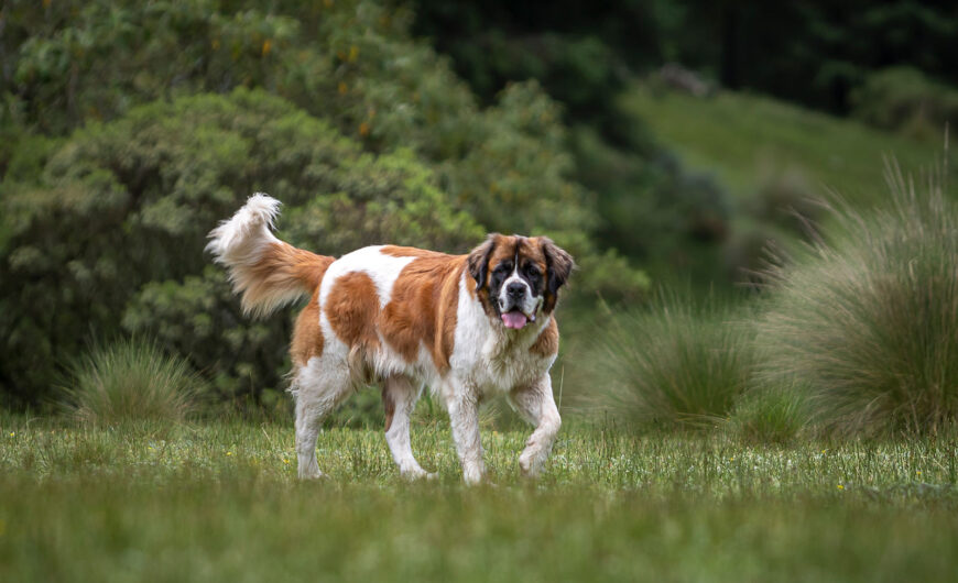 ¿Cuál es la raza de perro más grande del mundo? Top-10