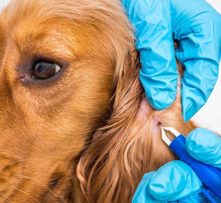 Garrapatas en perros: así es su tratamiento preventivo