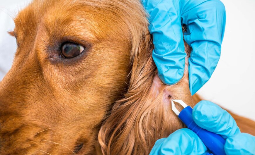 Garrapatas en perros: detección, tratamiento y eliminación