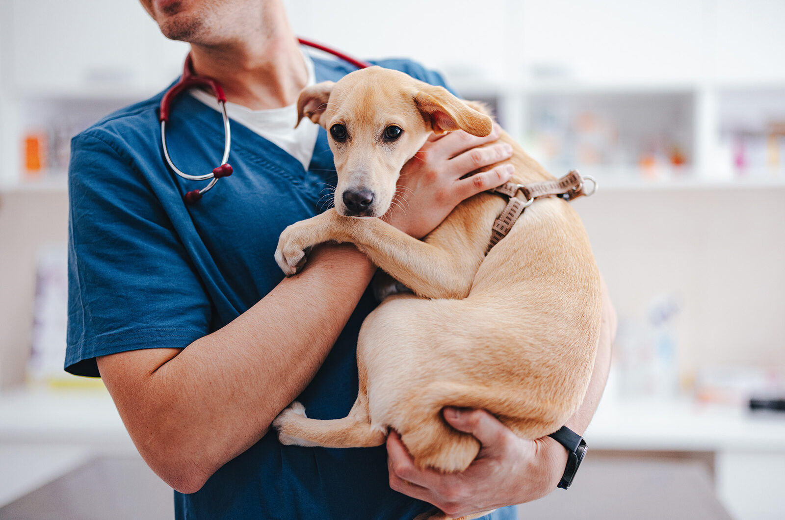 ¿La filaria en perros es contagiosa?