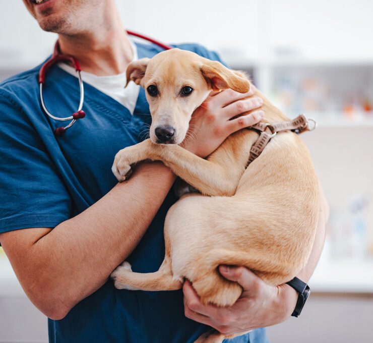¿La filaria en perros es contagiosa?