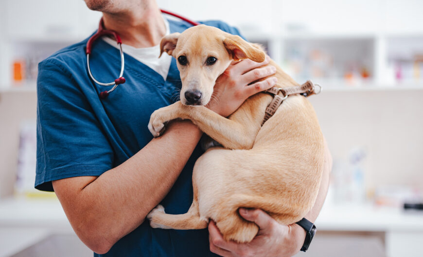 ¿La filaria en perros es contagiosa?